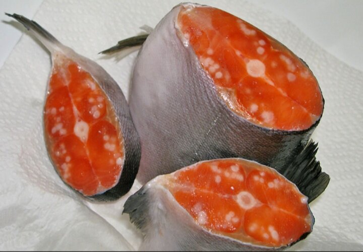 Примеры заражённой рыбы