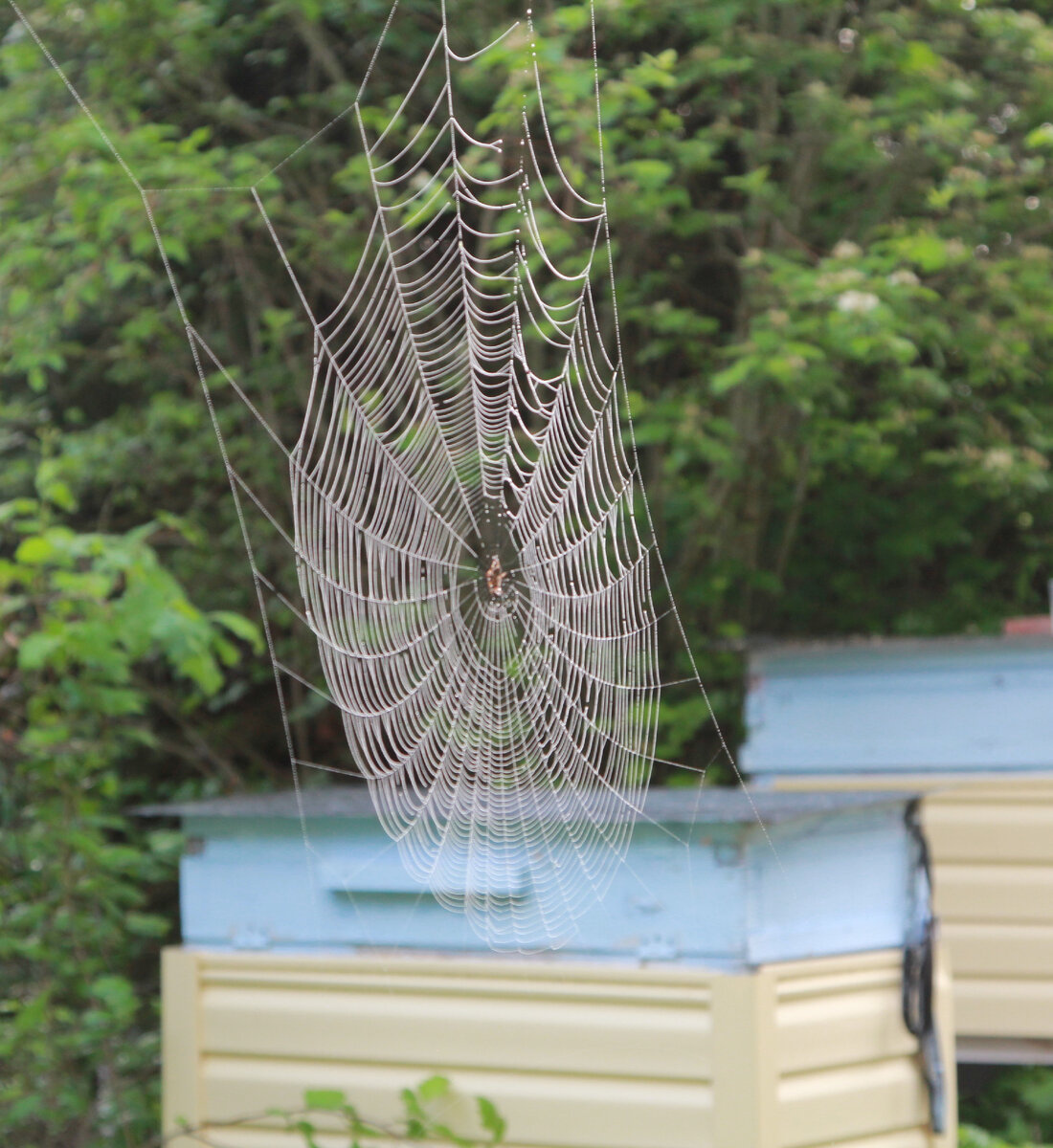 Еще один любитель пчел не постеснялся раскинуть свои сети прямо над ульем.