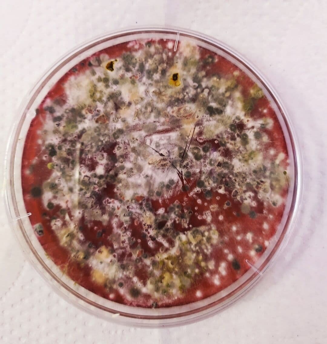 Trichophyton mentagrophytes⁣ под микроскопом VET UNION