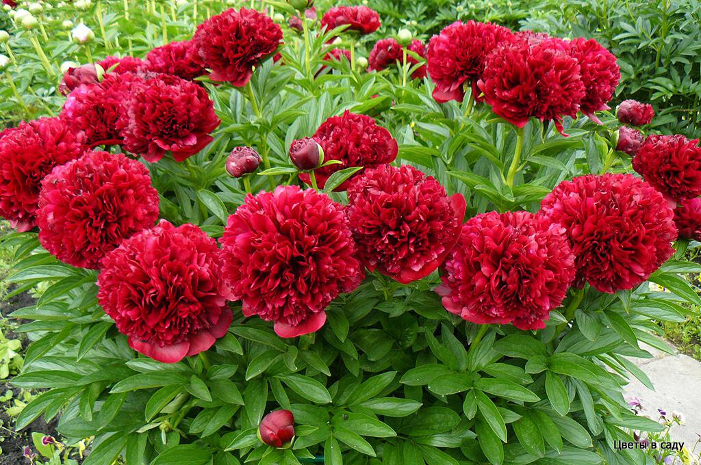 Пион видовой Rubra Plena