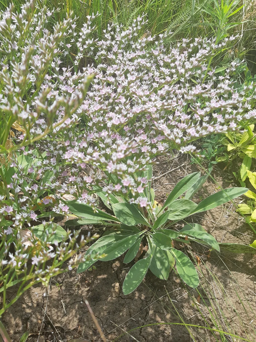 Листья нашего кермека. Обратите внимание на рыжую глинистую землю и трещины в ней — это норма для засухоустойчивого кермека татарского