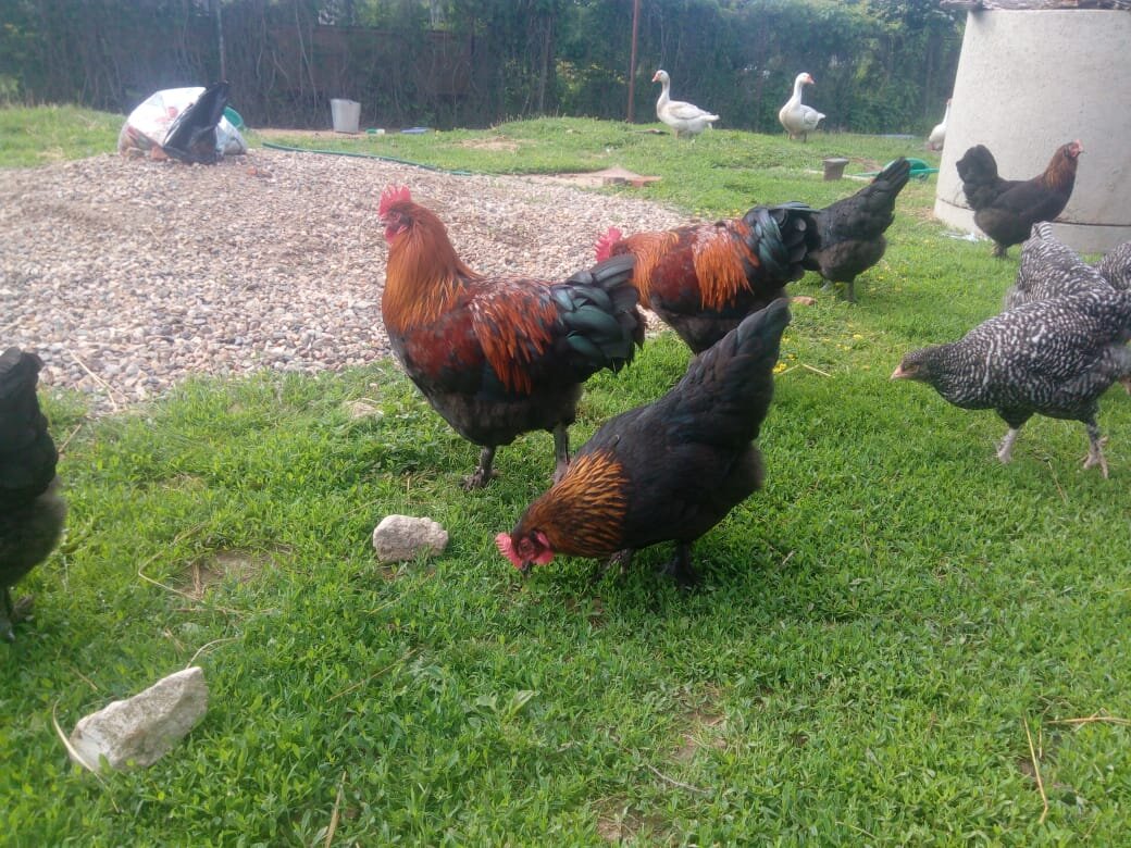 Маранчики на вольном выгуле