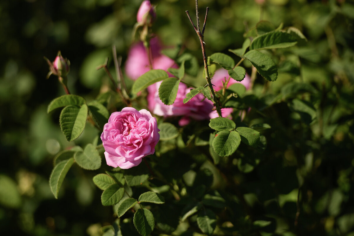 Розы // Туристический портал Республики Крым, Константин Крестьянинов 