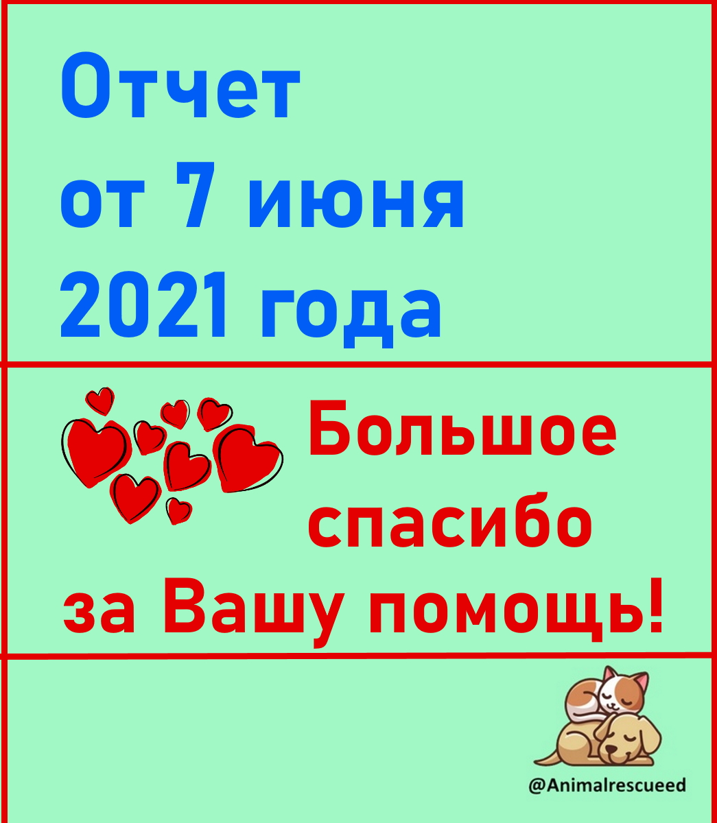 В очередной раз пишу Вам отчет о проделанной работе. | Animalrescueed | Дзен