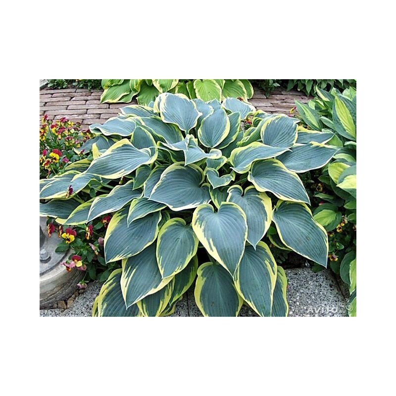 хоста ферст фрост