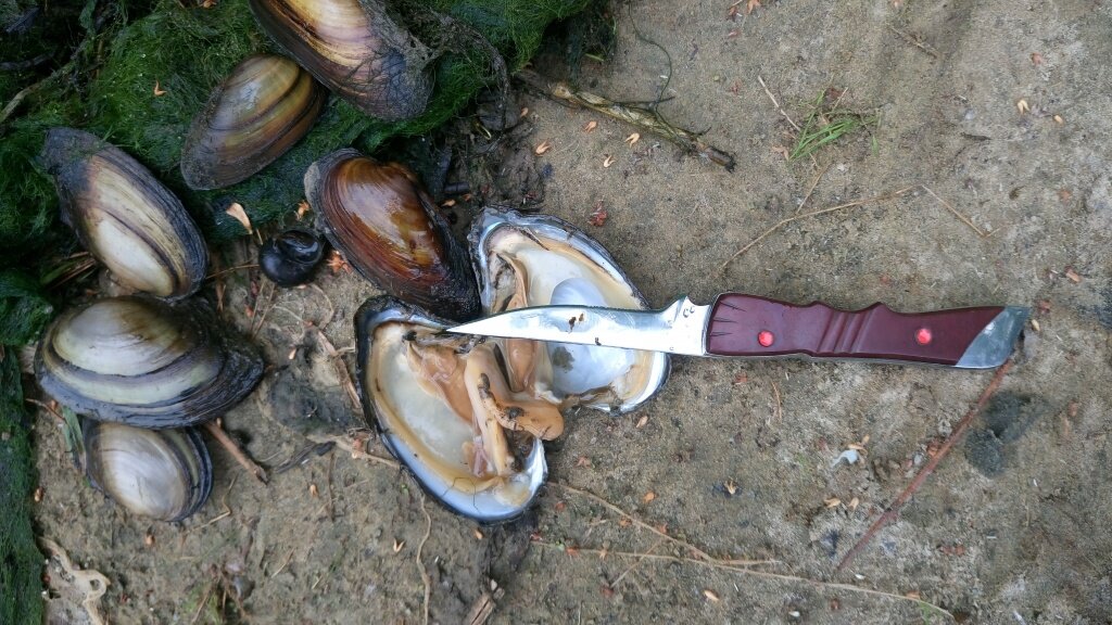 Перловица – уловистая наживка которую легко найти на любом водоеме ...