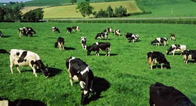 Фото из открытого доступа. Стадо коров.