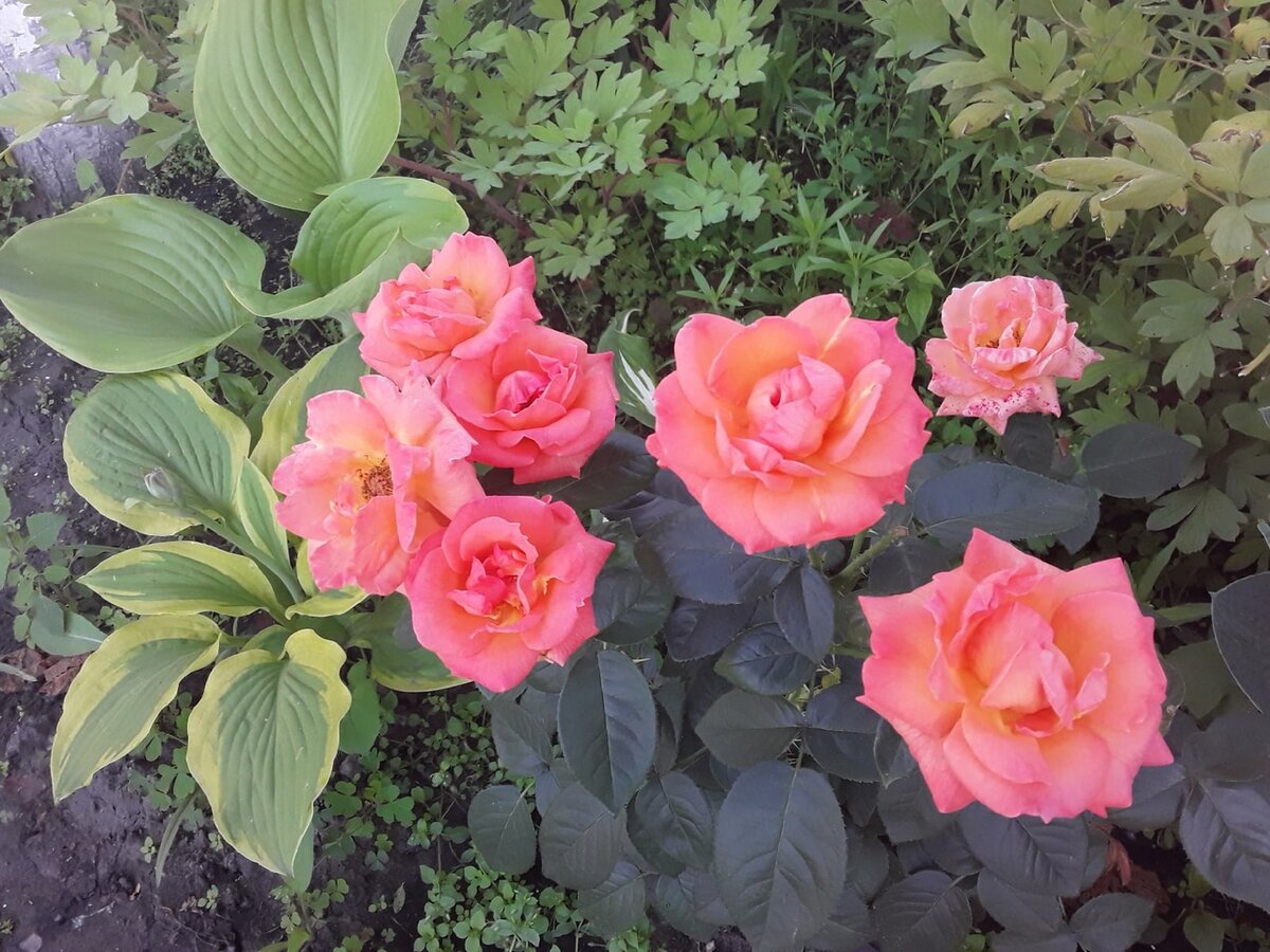 Роза флорибунда, сорт Lady Marmalade