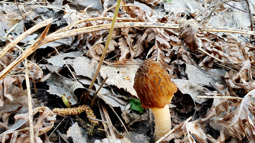 ПЕРВЫЕ ГРИБЫ! 🍄🍄🍄Открытие сезона.