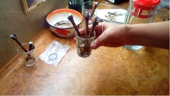 Черенки винограда погружены в воду на 3 см для окоренения