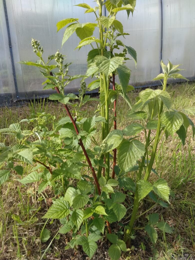 Ежевика до цветения полита навозным настоем. Личное фото.