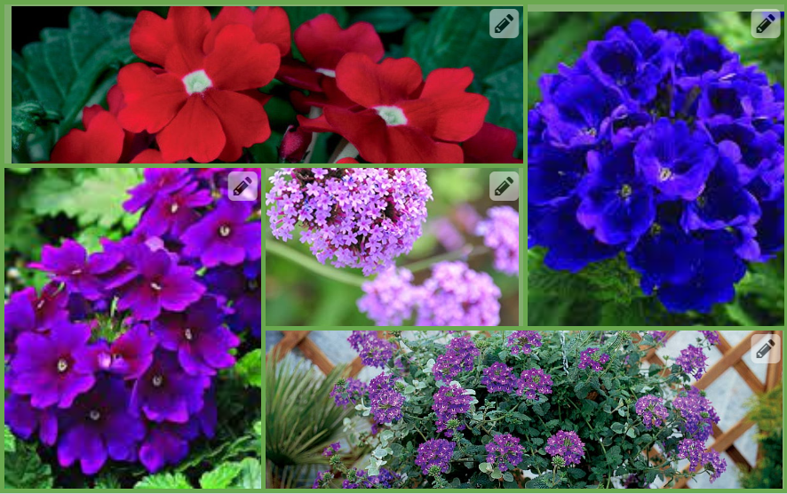 синяя вербена, святая трава, дикий иссоп, радость простого или растение комар