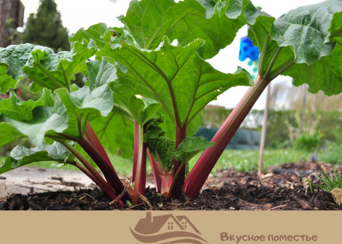 Ревень в саду