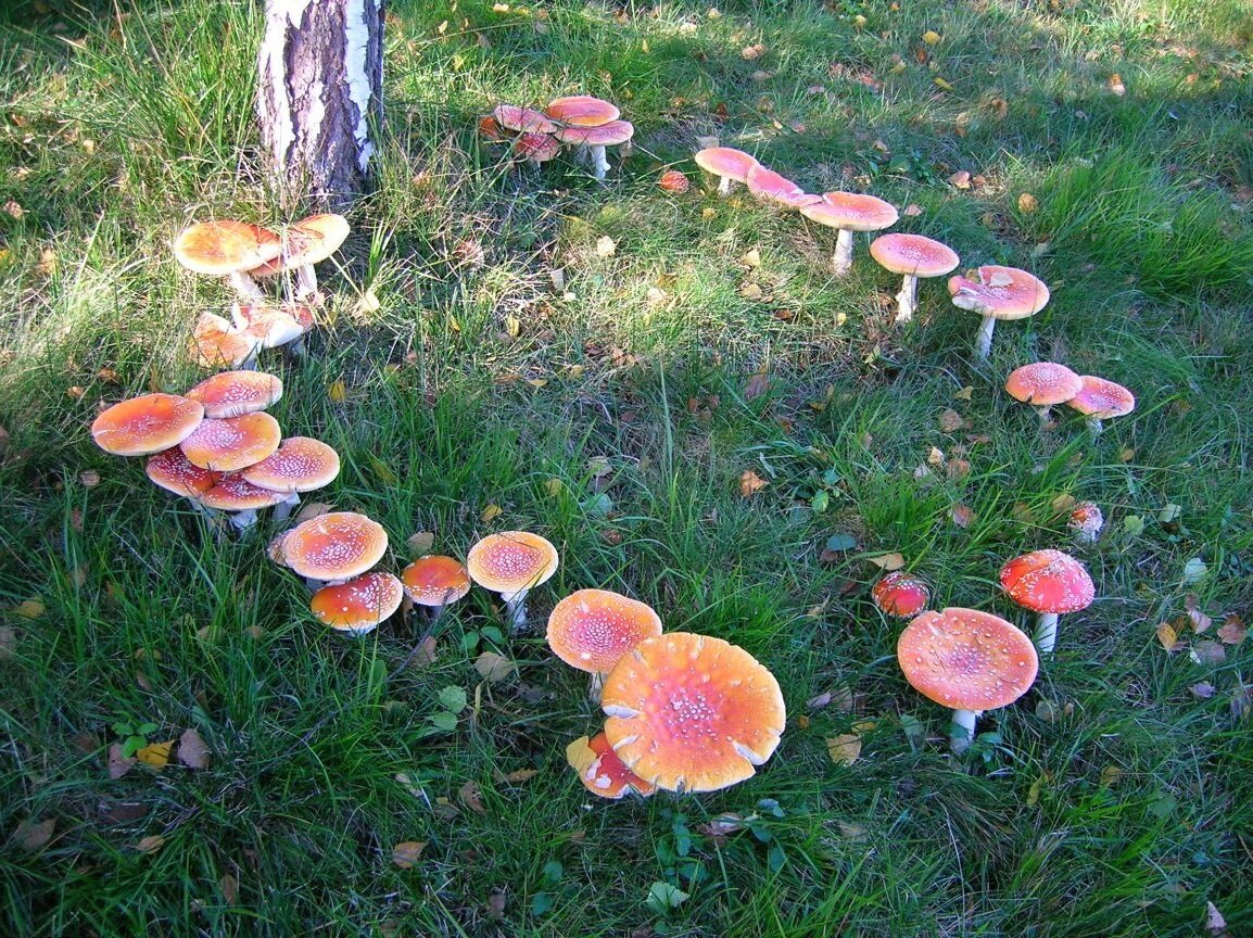 Ведьмины круги грибы