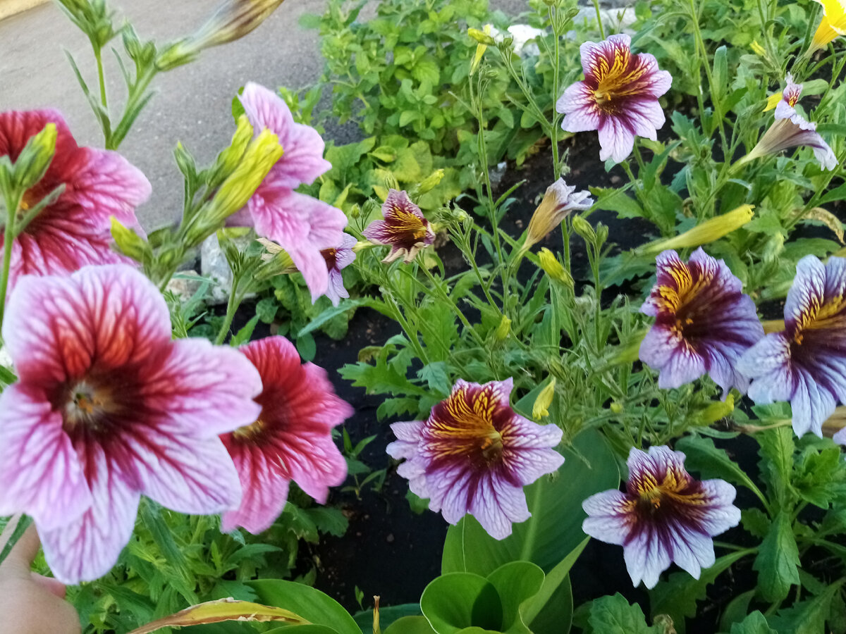 Розовые самые крупные 