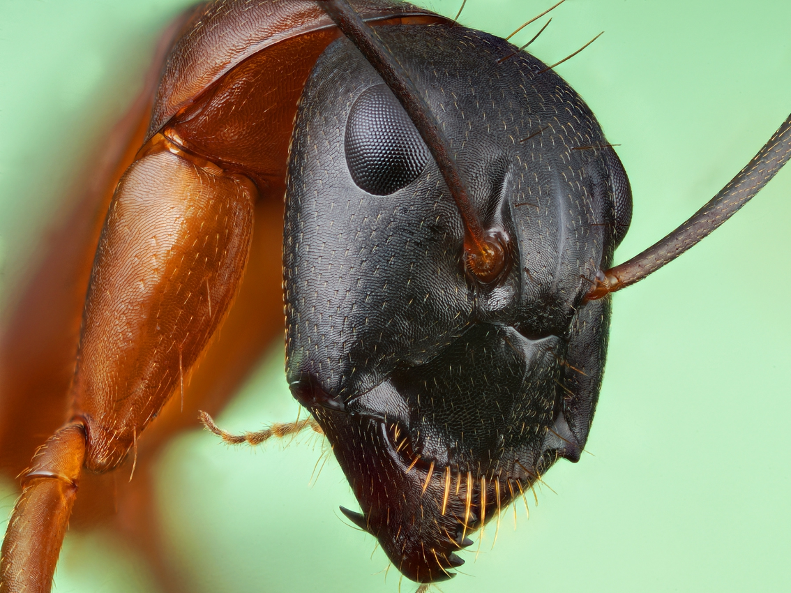 Муравей крупным планом