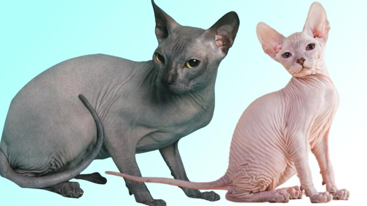 Фото Донского сфинкса