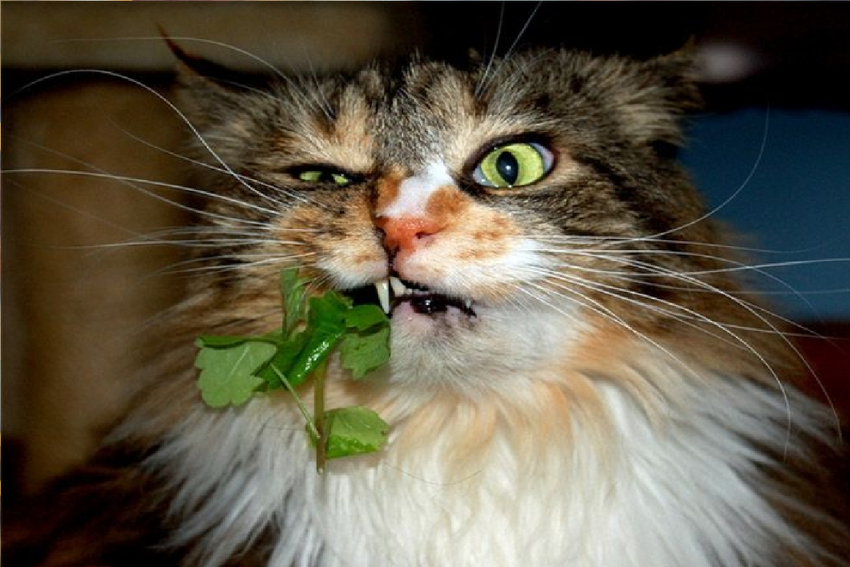 5 basic facts about why does my cat eat lettuce