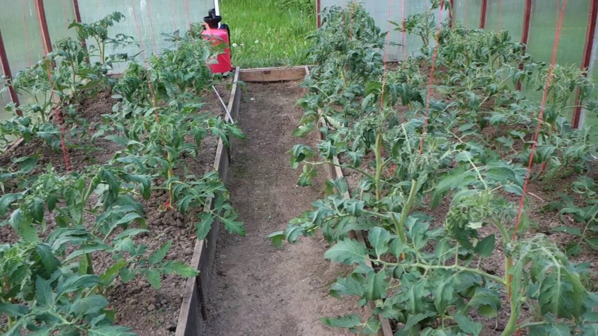 Вот такие помидоры у нас в теплице