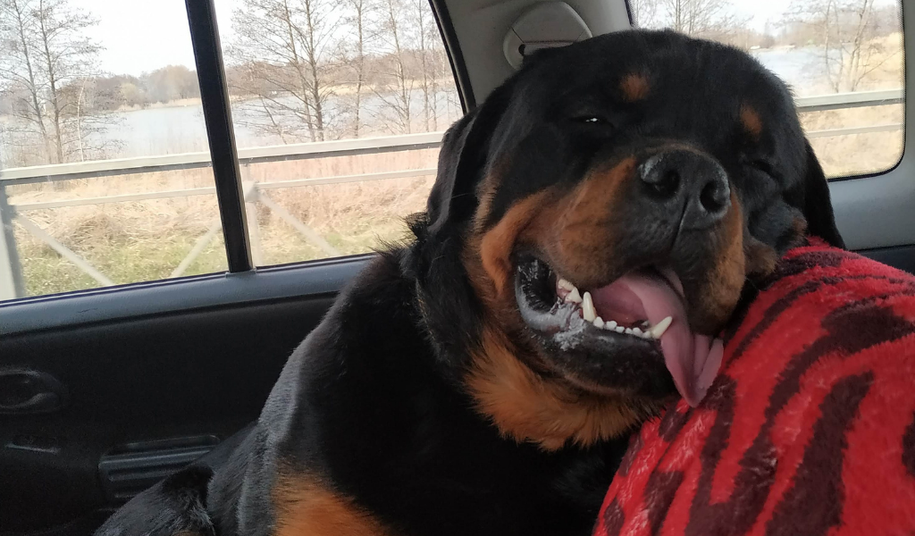 Мартин едет с прогулки