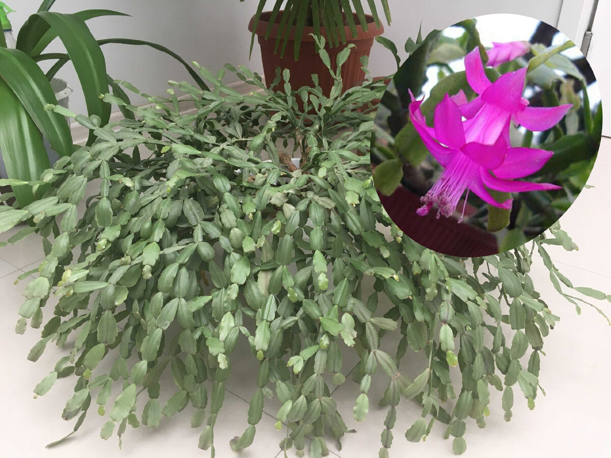 Зигокактус Шлюмбергера ("декабрист")