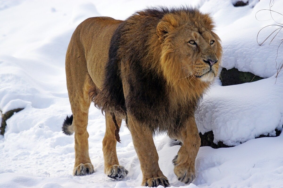 Львы в русских степях: хищник, возвращения которого мы бы не хотели | В  когтях у хищника | Дзен