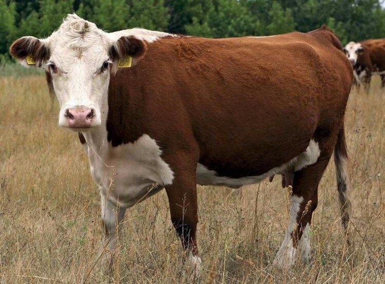 Казахская белоголовая порода коров — порода крупного рогатого скота мясного направления, представляет собой образец успешной работы племенных хозяйств.