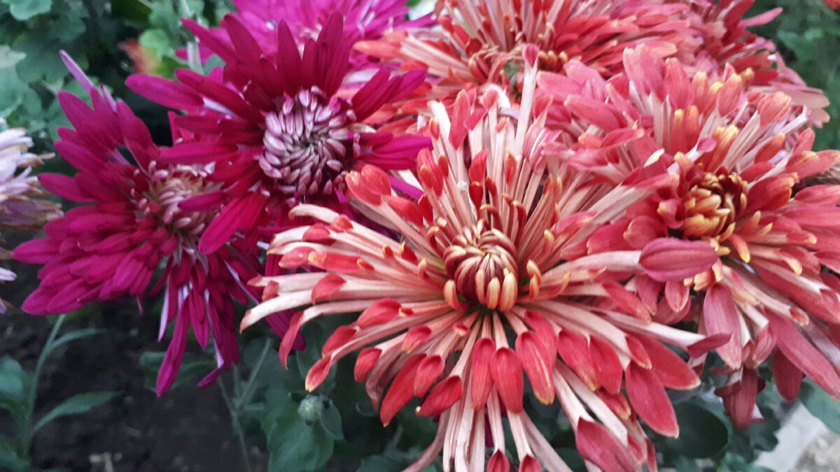 Хризантемы