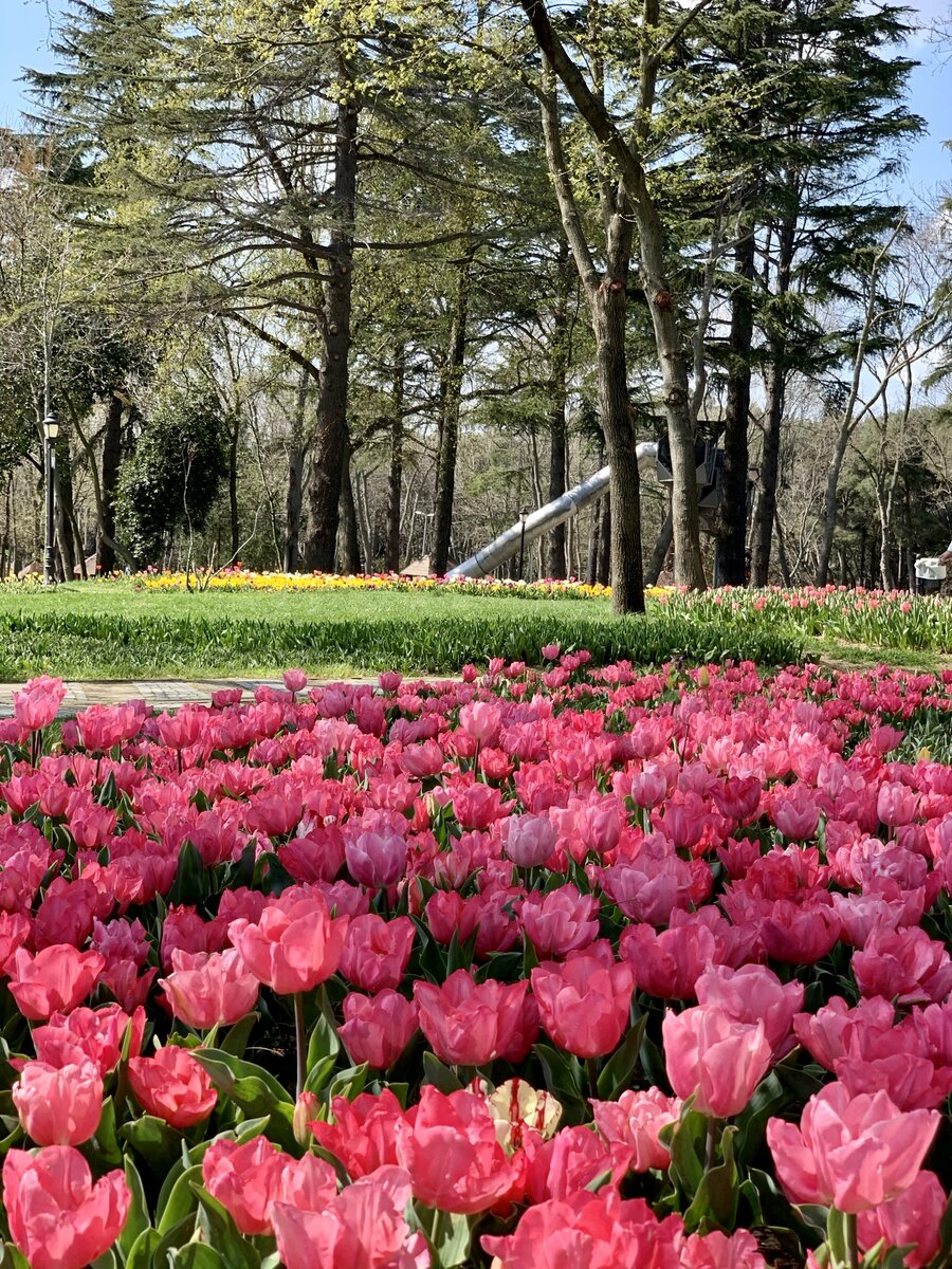 Фестиваль тюльпанов в Стамбуле