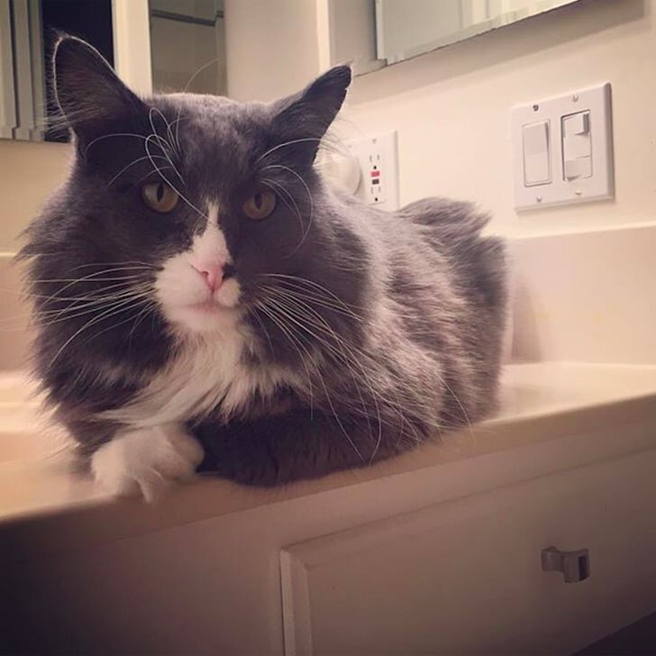 Кошка сидит