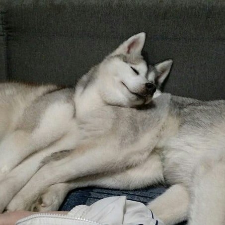 Дома. Филеная часть Тонкс еще долго была любимой подушкой.