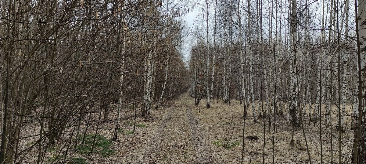 Молодой лес. Фото автора