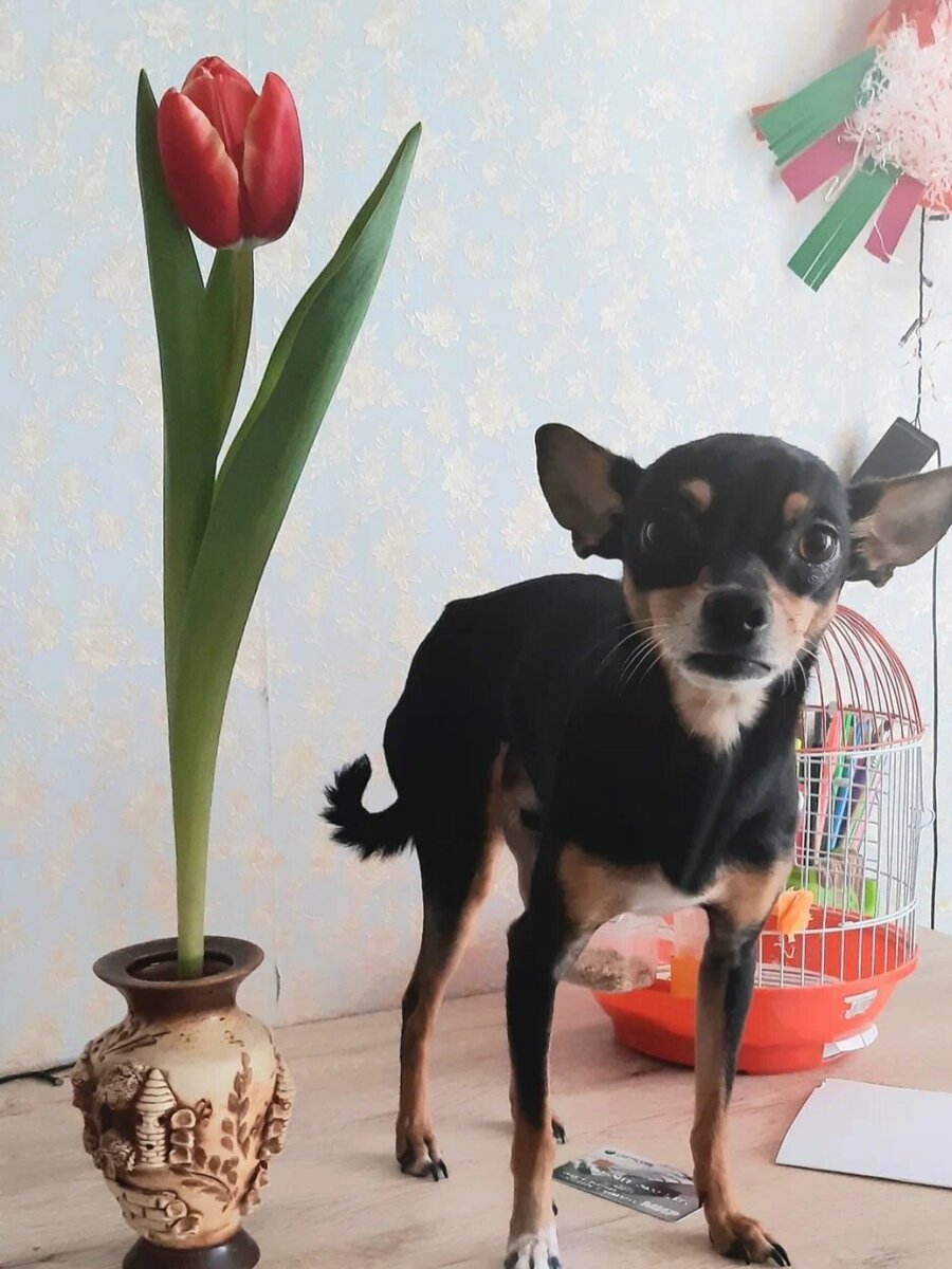 Пёс Мартин