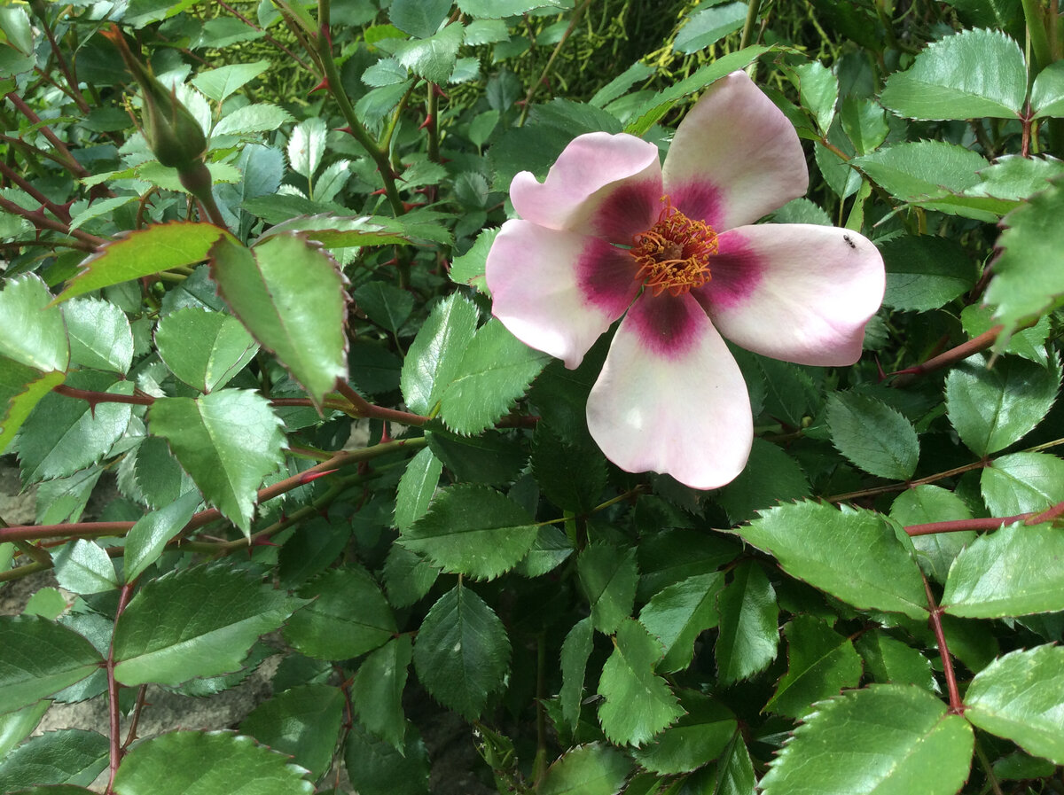 И в другом конце сада тоже у самой земли зацвел небольшой кустик For You Eyes Only. Это первый случайно обнаруженный в густой траве цветок, Обычно он ярче, но первый - всегда первый!