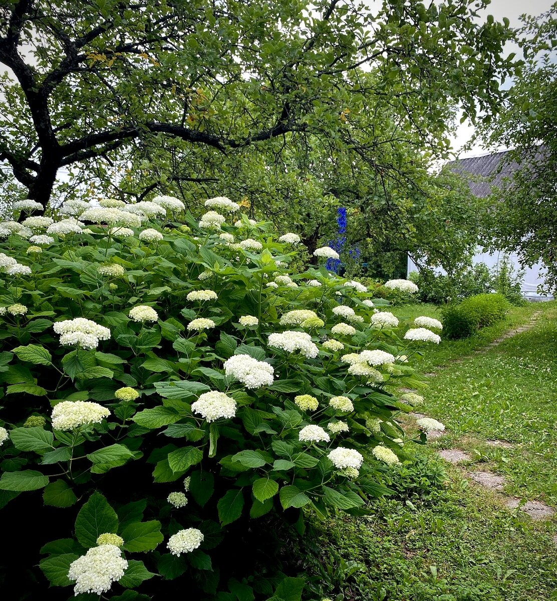 Гортензия древовидная Аннабелль 