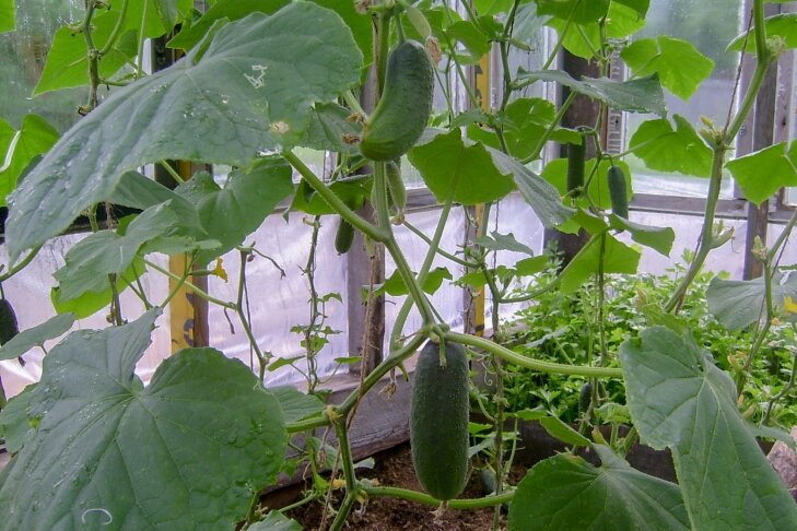    фото Андрей Заржецкий