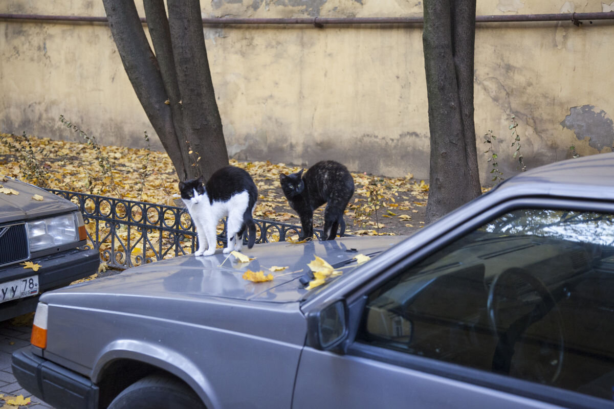Николай Щеголев