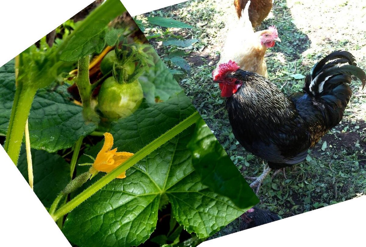 вот такие красавцы по соседству живут 