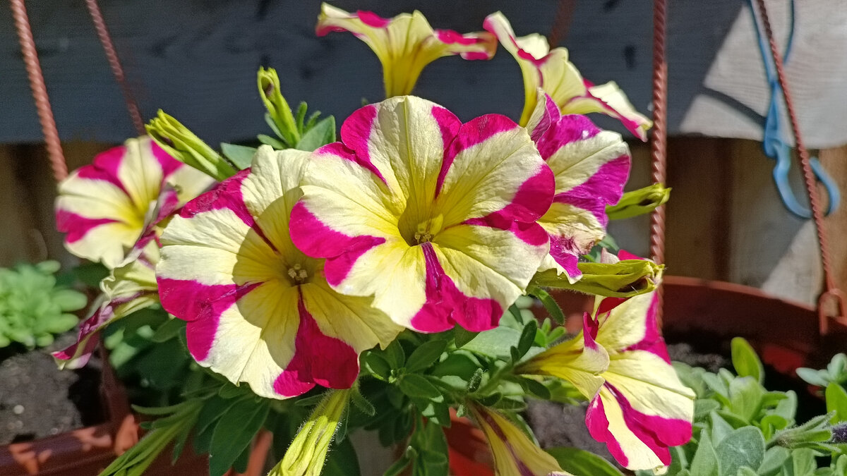 Обзор петунии Amore Queen of heart. | GardenStyleNN- питомник ...