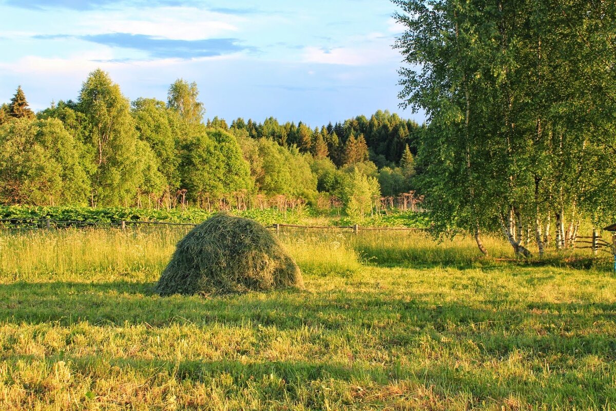 Луга сенокос