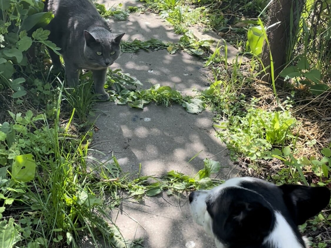 Когда пёс гонял деревенских кошек, а тут приехала городская | Кошка.ru |  Дзен