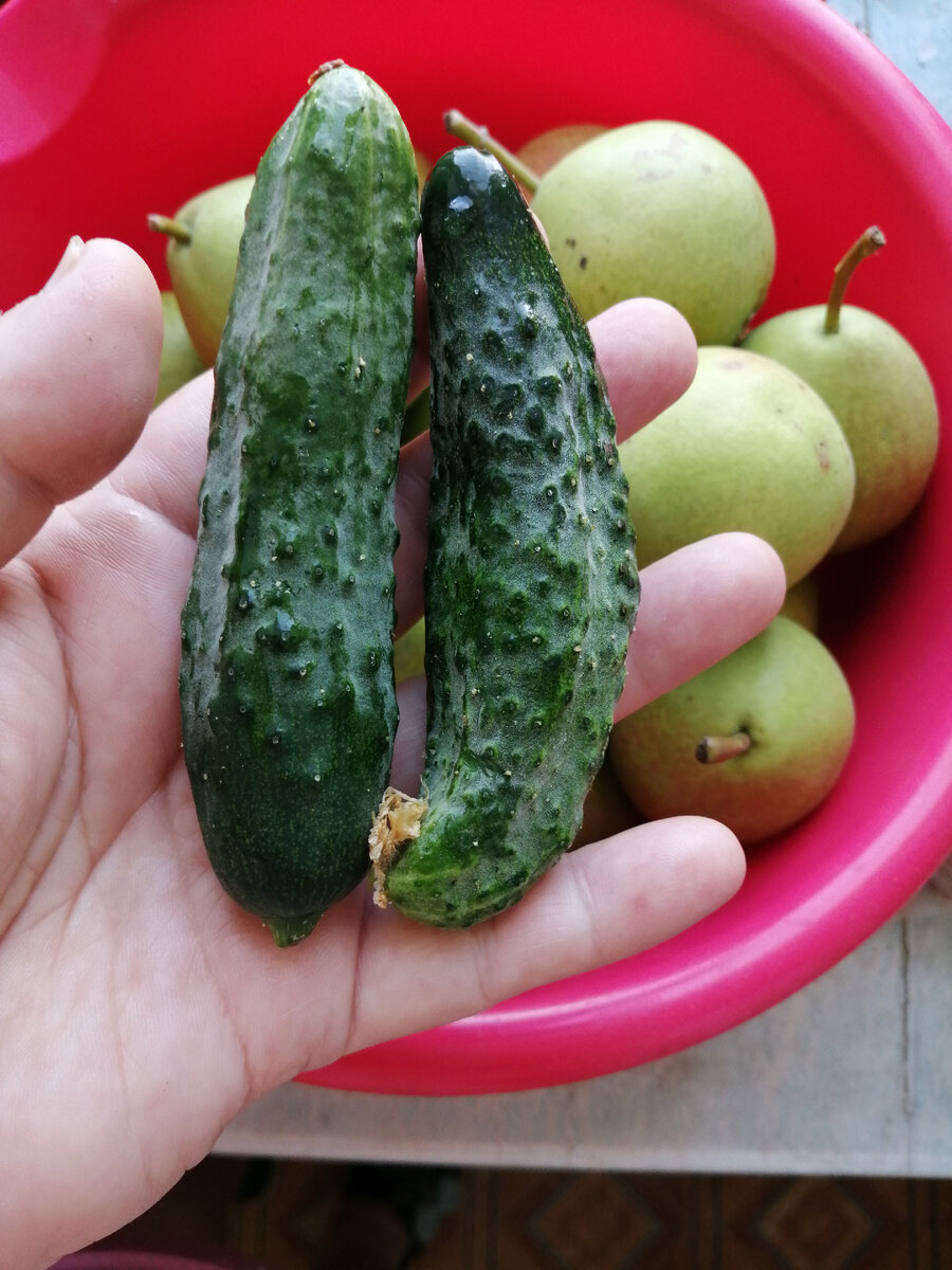 вчера сорвала