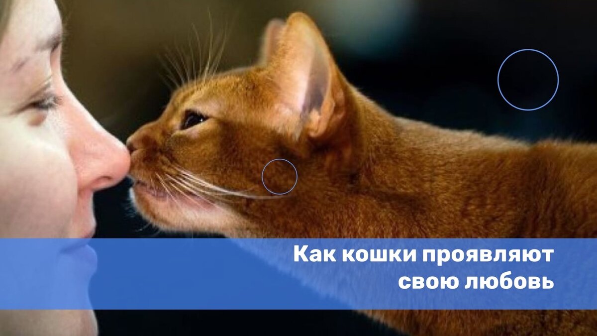 Как кошки проявляют свою любовь? | P2Pet - первая экосистема для домашних  животных | Дзен