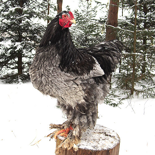 фото 1 архив автора