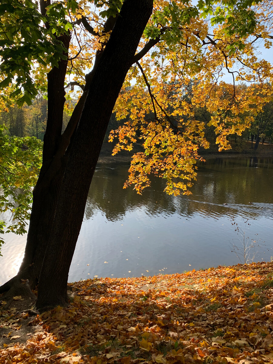 Лефортовский парк в октябре 2020 года. Фото моё.