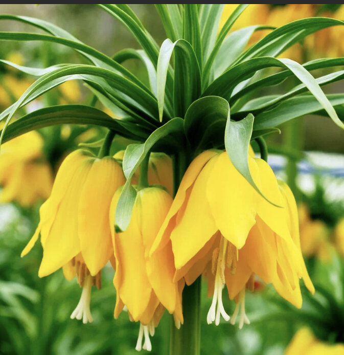 Фото из открытых источников. Фритиллярия Лютеа. 