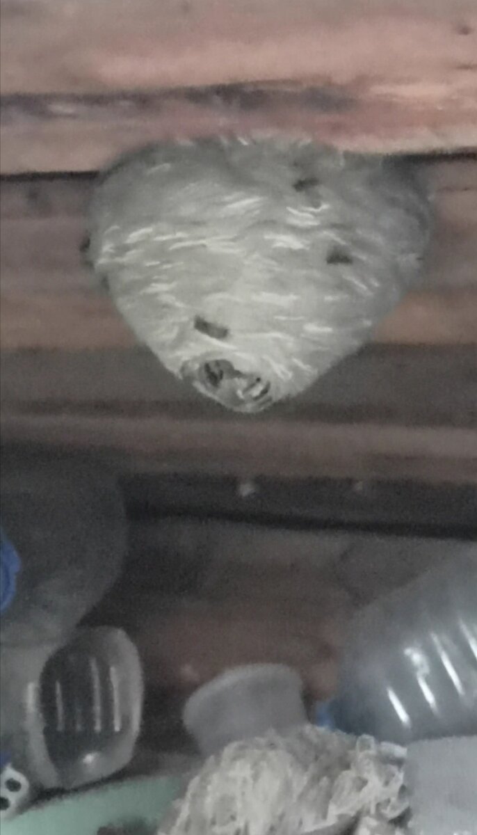 Осинный рой поселился в дачном сарае