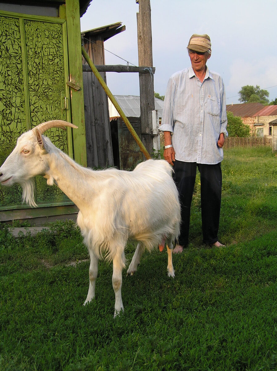 Степаныч с козой у своего дома в деревне 
