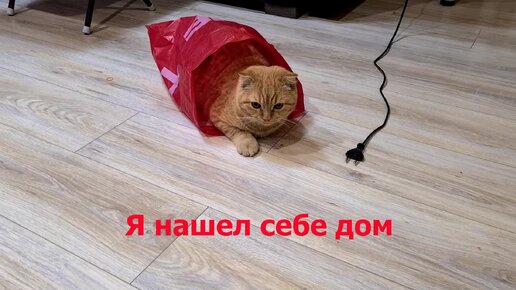 Смешной котенок Персик нашёл себе домик) но мама тоже приметила этот объект) Коты приколы Смешные животные