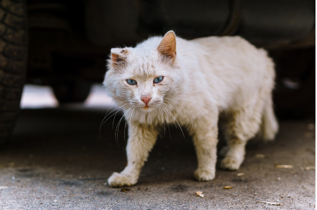 Ох, и досталось ему от жизни: yandex.ru